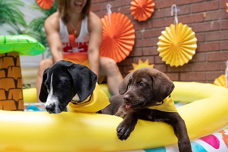  Clujul dă startul verii cu primul POOL PARTY pentru căței! Deschiderea oficială a primei piscine canine din oraș! Unde și când are loc evenimentul