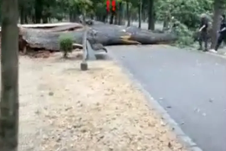 Copac uriaș doborât de vijelie în Parcul Central din Cluj-Napoca. Vijelia de aseară a făcut ravagii la Cluj | Video