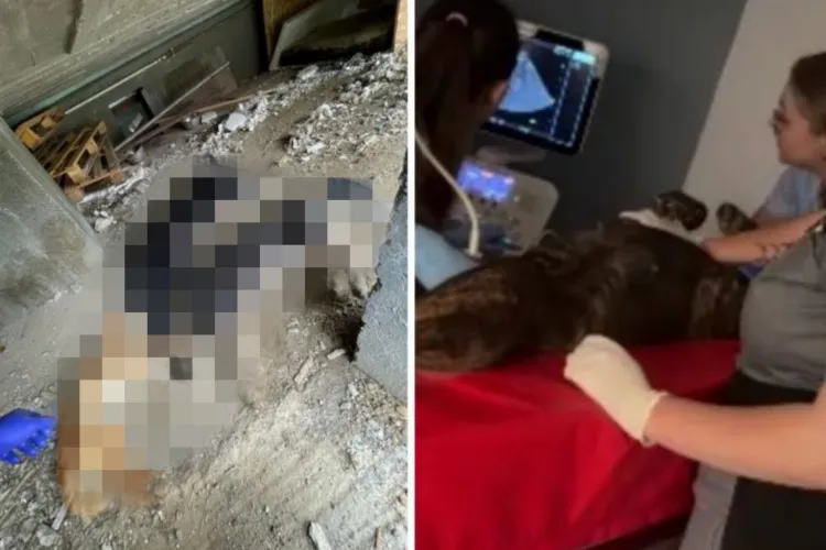 Cruzime maximă la Cluj! Mai mulți câini otrăviți și lăsați să moară. Veterinarii se luptă pentru viața unuia. Atenție imagini șocante! VIDEO/FOTO