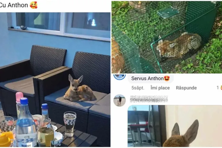 Caz revoltător la Cluj! Un „șmecher” a răpit o vulpe și un pui de căprioară și s-a lăudat pe Facebook. Reacție HALUCINANTĂ a Poliției