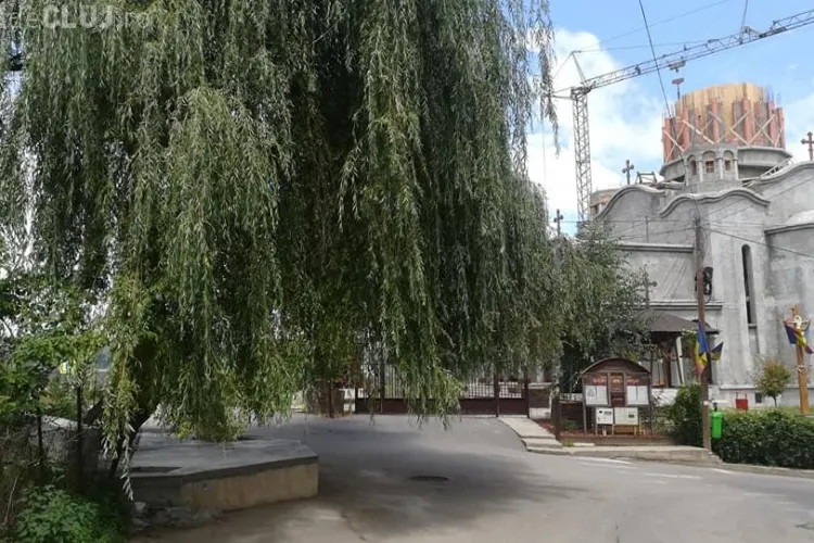 Salcia simbol din Florești, doborâtă. Ce se ascunde în spatele tăierii copacului vechi de zeci de ani?