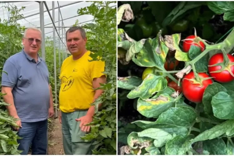 VIDEO. Deputatul Remus Lăpușan a găsit cele mai bune roșii din Cluj, acasă la „domnul Claudiu”. „Cumpărăm românește!”