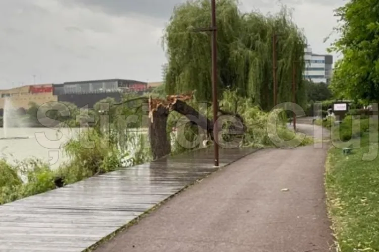 Copac rupt de vânt în parcul Iulius Mall Cluj, mai mulți copaci căzuți peste mașini și unul peste o casă. Sunt doar câteva dintre efectele furtunii FOTO