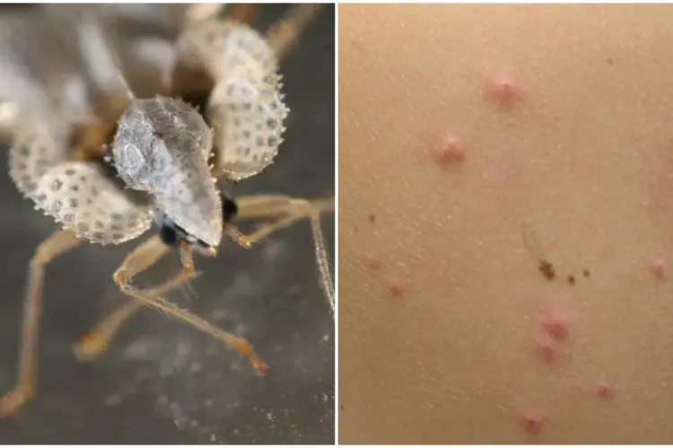 Am aflat ce sunt „insectele misterioase” care îi stresează pe clujeni. Veste proastă: dezinsecția făcută de Primărie nu le poate face nimic