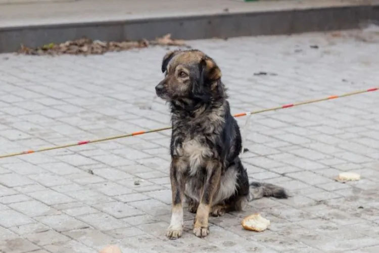 Gest revoltător în Cluj-Napoca: Doi tineri au abandonat un câine într-un parc și au dispărut! Animalul a fost preluat de ecarisaj