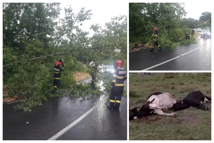 Vijelia din seara asta a făcut prăpăd la Cluj: Arbori prăbușiți peste case și mașini, incendii violente de vegetație, vaci electrocutate- Bilanț dramatic