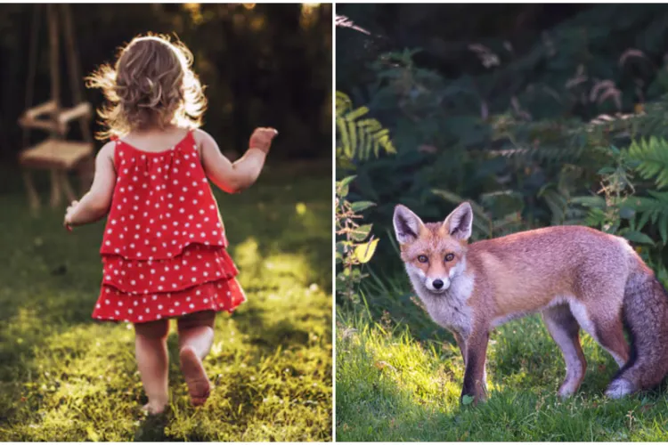 Fetiță mușcată de vulpe, transportată urgent la Spitalul de Boli Infecțioase din Cluj-Napoca: „La Huedin li s-a spus că nu au vaccin antirabic”- EXCLUSIV 