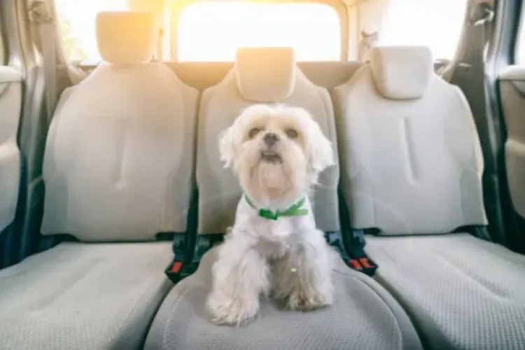 Pet friendly doar pe aplicație? O clujeancă acuză un șofer de comportament abuziv: „M-a înjurat pentru că am lăsat câinele pe banchetă”