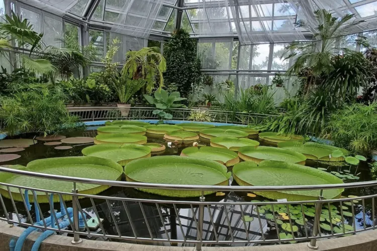 Spectacol exotic la Cluj: O plantă cu frunze de 2 metri și floare efemeră poate fi admirată în serele Grădinii Botanice FOTO