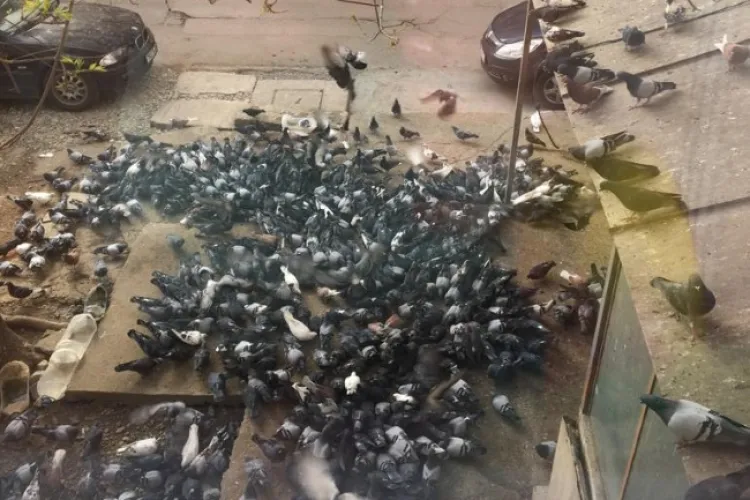 Clujenii dintr-un bloc invadați de animalele hrănite de vecini: „E mizerie, e miros, iar porumbeii nu mai pleacă! Se adună și vulpi la noi!”