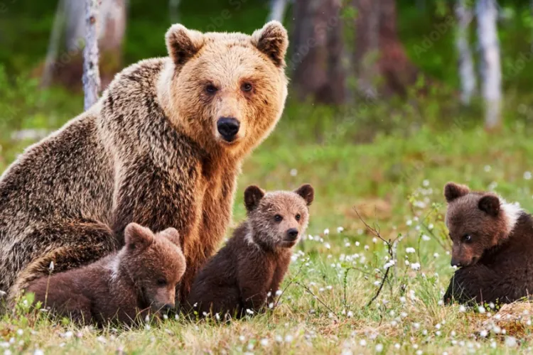 Atenție, clujeni! O ursoaică cu mai mulți pui a fost văzută într-o zonă populară în rândul turiștilor: „Vă rugăm să evitați deplasările!”