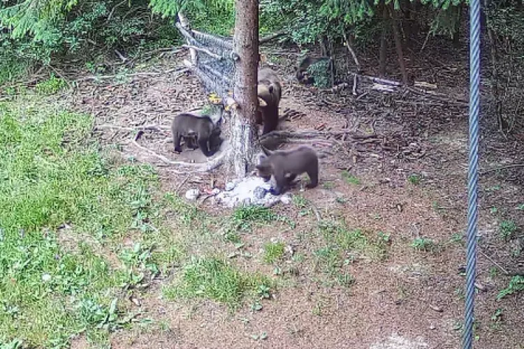 VIDEO Ursuleții de „pluș” din Apuseni și-au făcut apariția „supărați” împreună cu mama lor: Un moment de familie, cu puțină „strictețe maternă”