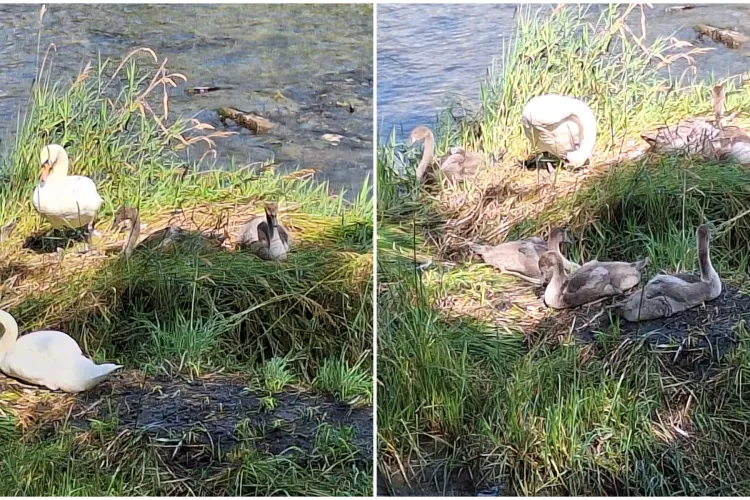 Spectacol inedit pe Someș, surprins de o clujeancă: Lebedele din zona podului Garibaldi s-au strâns pe insuliță și au făcut deliciul trecătorilor FOTO