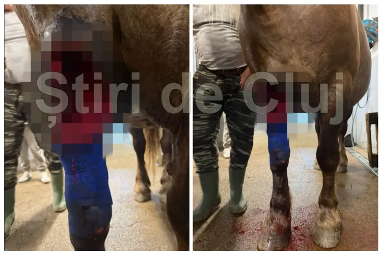 Groază în Cluj: Iepe mutilate în Grigorescu de animale sălbatice în timp ce își apărau mânjii. Paznicul de vânătoare ar fi refuzat să vină. Imagini ȘOCANTE
