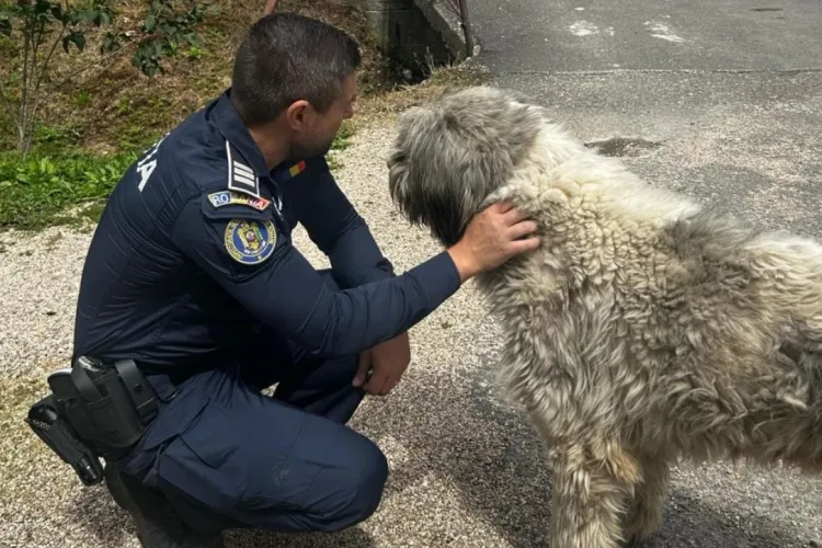 Adăpost canin improvizat, descoperit în Cluj! Peste 100 de câini, ținuți într-un spațiu ilegal, fără autorizație. Ce au mai descoperit polițiștii