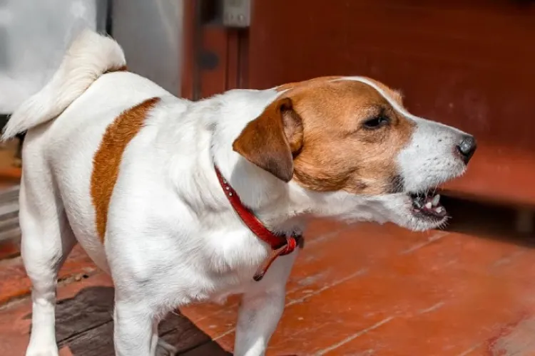 Coșmar pe o stradă din Cluj-Napoca: Un câine lăsat singur urlă zi și noapte. Vecinii disperați nu mai pot dormi!