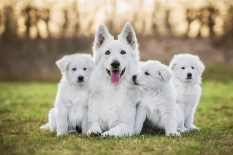 Clujul dă bani pentru animalele de companie! Sterilizare, microcipare și înregistrare gratuită pentru patrupedele de rasă comună cu stăpân