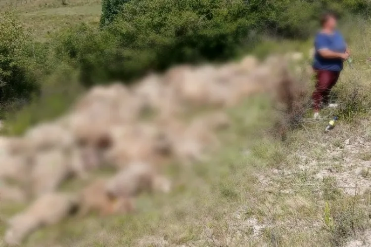 Lupii au făcut măcel! 100 de oi sfâșiate într-un singur atac! Proprietarii sunt disperați: „Este o pagubă de peste 50.000 de lei”