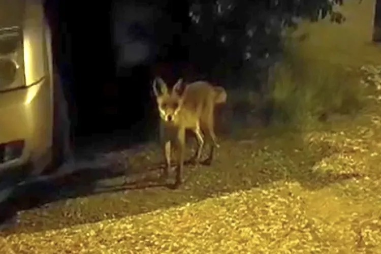 Panică în noapte în Cluj-Napoca! Un posibil șacal ar fi fost văzut în Someșeni, lângă ghenele de gunoi: „Era mult mai mare ca o vulpe!”