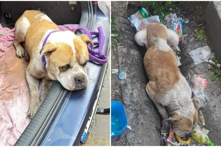 Câinele bătut și abandonat din Florești a murit: „Drum lin spre Raiul câinilor!”. Proprietarul va răspunde în fața legii