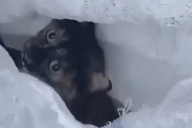 Gest fără scrupule în Cluj-Napoca: O pisică vie a fost băgată într-un sac și abandonată lângă un gard. Ce s-a întâmplat cu ea FOTO