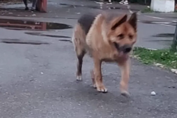 Clujenii sunt OAMENI! Un motociclist clujean a sărit, fără ezitare, în ajutorul stăpânului unui câine ce putea fi călcat de mașină: „Mulțumesc din suflet!”