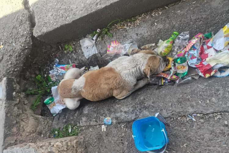 Caz cutremurător în Florești: Un cățel bătut și abandonat pe căldura aceasta să sufere singur într-un șanț! Cine poate să-i ofere o șansă la viață?