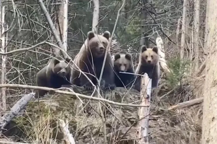 Statul român a cheltuit milioane de euro ca să afle câți urși avem, iar cifra este uriașă: „Va trebui să fie pus în aplicare planul”