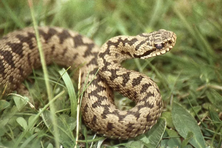 Viperele se înmulțesc alarmant în Cluj! Apel disperat a unui clujean: „Asigurați ser antiviperin la Huedin, au murit oameni în trecut!”