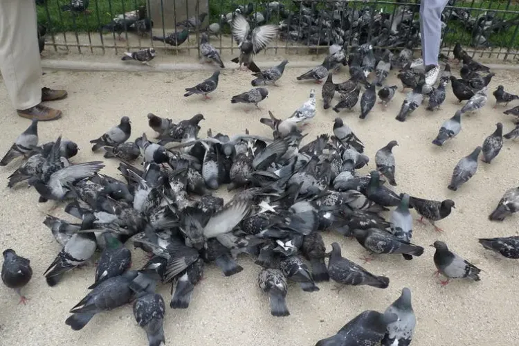 Clujenii din Mănăștur, disperați: „Ne umple curtea de caserole și porumbei!” Femeia nu respectă nici avertismentele autorităților