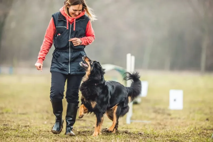 Primul oraș din România în care câinii educați pot merge cu stăpânii în restaurante și magazine! Dresajul și testarea vor fi gratuite
