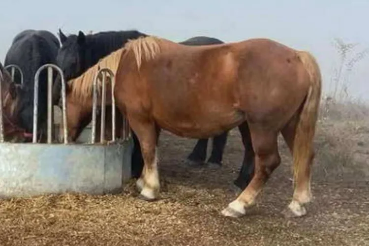 Trei cai au dispărut din Cluj: Eroina întregii povești este o polițistă care a impresionat toată comunitatea. Cum i-a uimit tânăra pe localnici