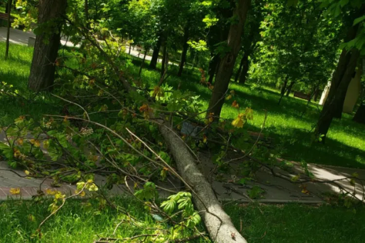 Incident grav lângă parcul pentru câini din Cluj-Napoca! Oamenii cer intervenție imediată: „Sperăm ca situația să fie remediată” 