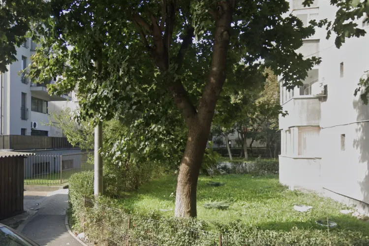 Clujenii din Mărăști sunt revoltați! Spațiul verde de la blocuri este plin de mizerie după hrănirea pisicilor: „Înțelegem intenția dar să curețe după ei”