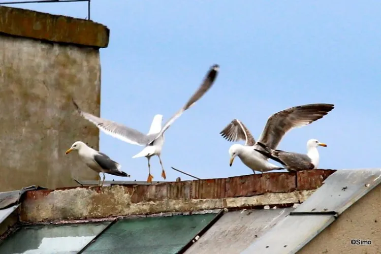 Zgomotul pescărușilor din Cluj provoacă nervi întinși: Locuitorii spun că au ajuns la limita răbdării: „Fix în batjocură urlă așa!”