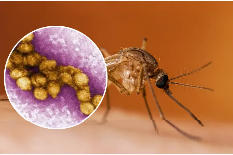 Un virus periculos, prezent și în Cluj, provoacă îngrijorare în Europa. 13 morți într-o țară iubită de sute de mii de români