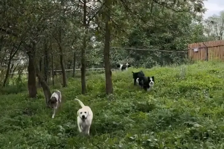 Ce cățel senzațional are Alin Tișe. Happy nu a apărut până acum niciodată, nici măcar în campania electorală. L-a prezentat acum, în premieră! VIDEO