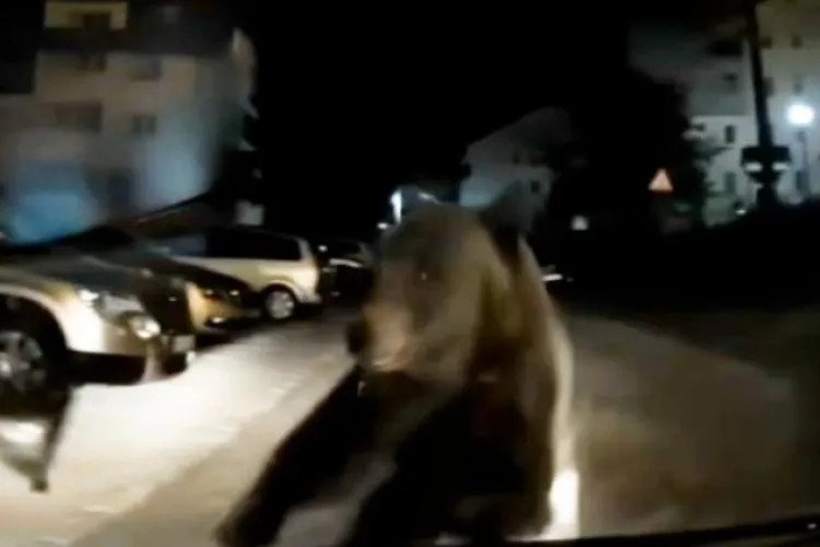 S-a dat alarma la 112! O ursoaică cu pui a fost capturată lângă casele oamenilor! Cum s-a desfășurat misiunea extrem de riscantă VIDEO 