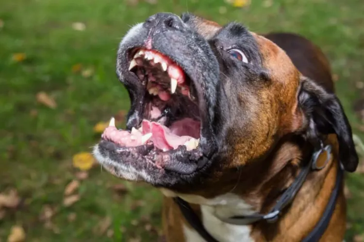 O clujeancă și câinele ei, atacați pe stradă de un câine lăsat liber: „Singurul mod prin care am putut să-l dau jos de pe al meu a fost cu un spray!”