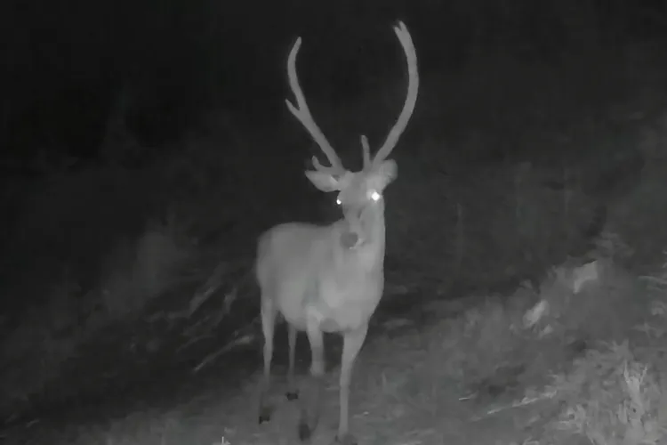 VIDEO. El e prințul pădurilor din Cluj: Un cerb maiestuos și-a făcut apariția într-o pădure din Cluj și a fost surprins de camerele de supraveghere 