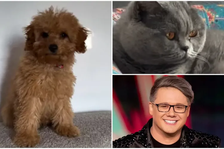 VIDEO. Fuego se laudă cu prietenii săi blănoși. Are o pufoșenie adorabilă de pisică și un cățel amuzant: „Tristețe maximă, oboseală”