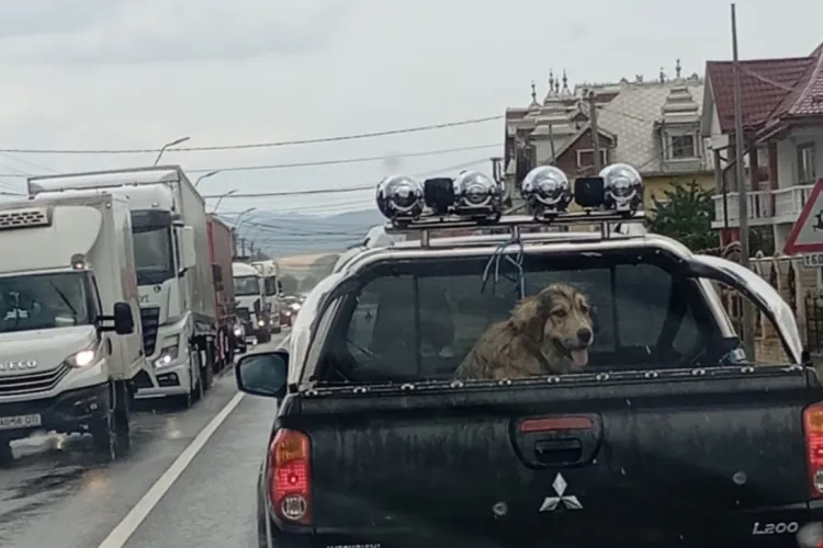 Un câine ud leoarcă, transportat în portbagajul neacoperit al unei mașini, pe ploaie torențială! „Așa se transportă un câine?” FOTO