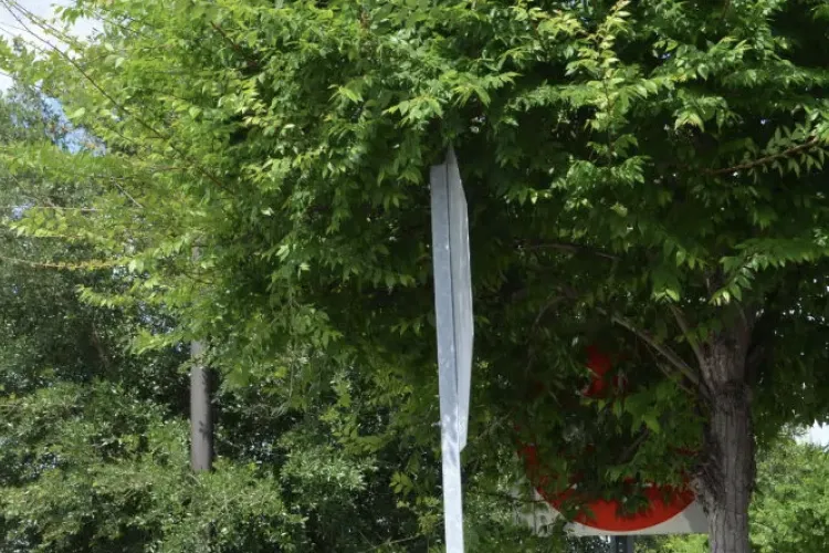 Crengile blochează intrarea pe o stradă, mașinile de gunoi nu mai au cum să intre! Locuitorii din Cluj cer intervenția urgentă a autorităților