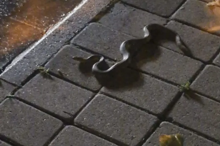 Alertă într-un parc din Cluj-Napoca! Un șarpe a fost surprins de un clujean: „Era gros și avea cam 70 cm. Mă gândesc la copilul mușcat anul trecut!” 