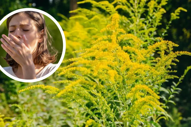 Ambrozia face legea într-un cartier din Cluj: Buruiana crescută lângă baza sportivă „La Terenuri” a ajuns de un metru și îi exasperează pe clujeni