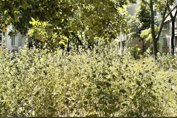 „Junglă” la geamul unui singur clujean din Mănăștur: Administratorul nu mai taie iarba din „invidie”, dar îl pune să plătească liftul deși stă la parter