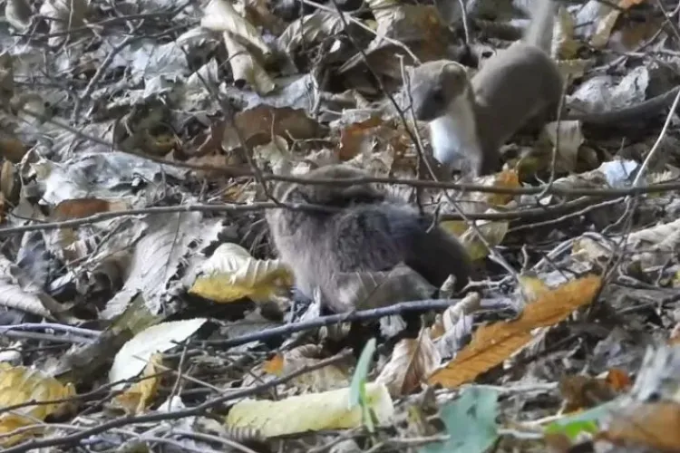 VIDEO Imagini SPECTACULOASE surprinse la Cluj: O nevăstuică atacă un șobolan mai mare decât ea. Și animalele mici pot fi feroce