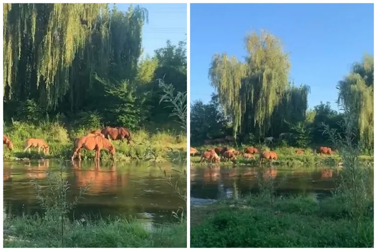 VIDEO Tablou de basm pe malul Someșului: 20 de cai, liberi ca vântul, în inima Clujului