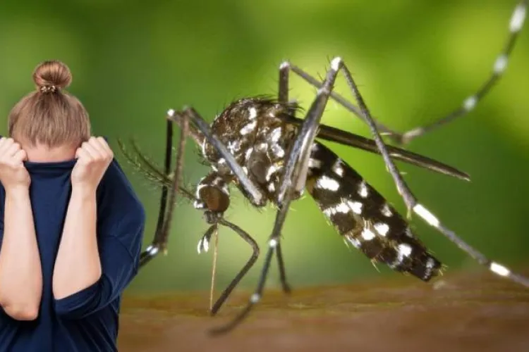 Invazie de țânțari la o bază sportivă din Cluj-Napoca. Părinți revoltați, copii plini de pișcături: „Arată ca și cum ar avea varicelă!”