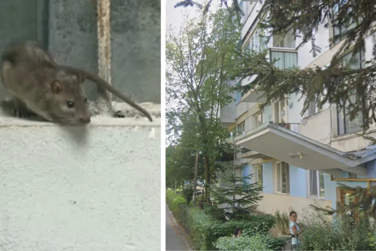 Clujean din Grigorescu cere deratizare urgentă: Șoarecii i-au stricat cablurile de la mașină și ar putea provoca accidente